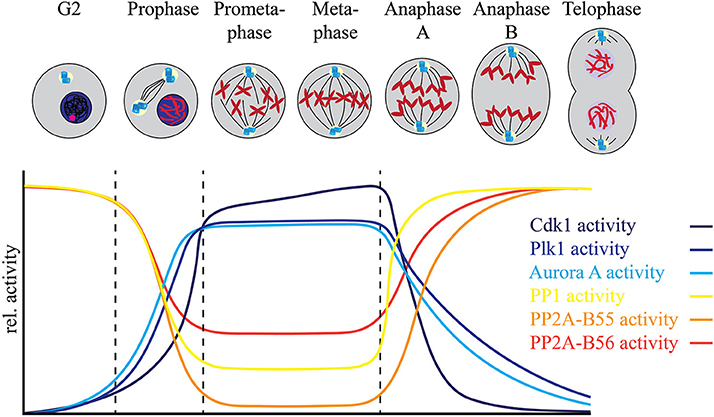 PP1/Repo-Man Dephosphorylates Mitotic Histone H3 at T3 and