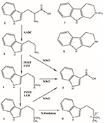 Frontiers | N, N-Dimethyltryptamine (DMT), an Endogenous Hallucinogen ...