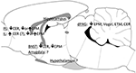 www.frontiersin.org