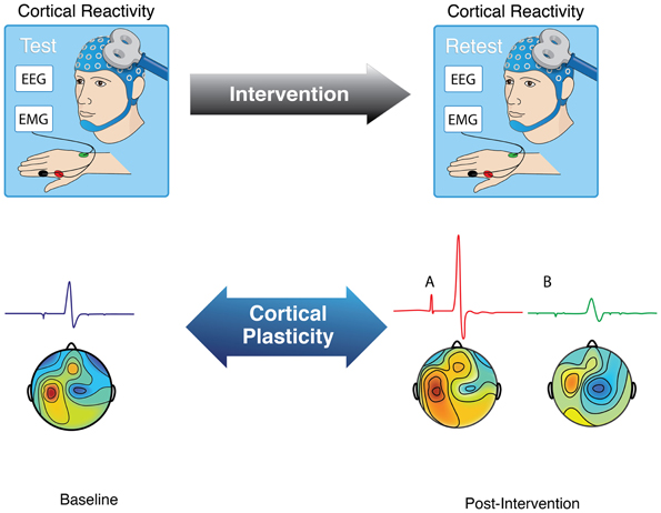 Neuromuscular electrical stimulation‐promoted plasticity of the human brain  - Carson - 2021 - The Journal of Physiology - Wiley Online Library