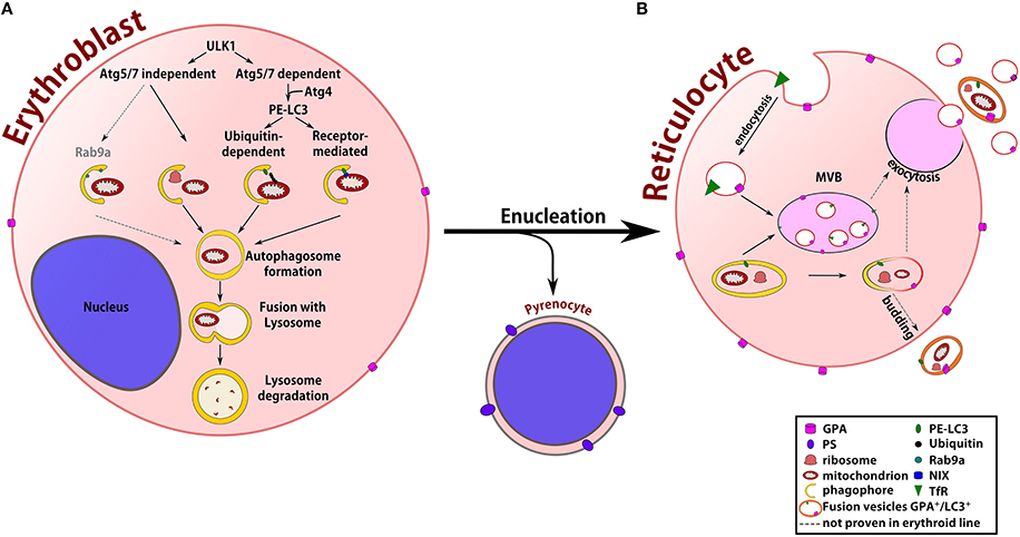 White Blood Cell Maturation Chart