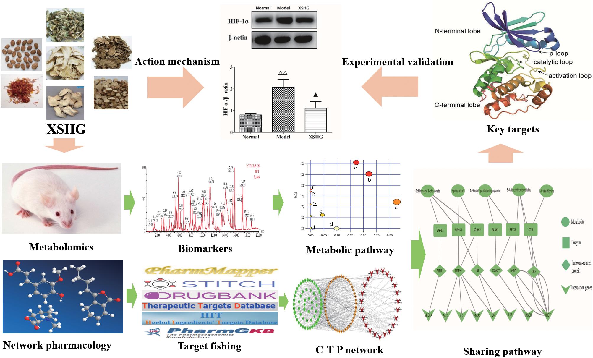 Typical BPI of feces samples in positive ESI mode. (A) Control group;