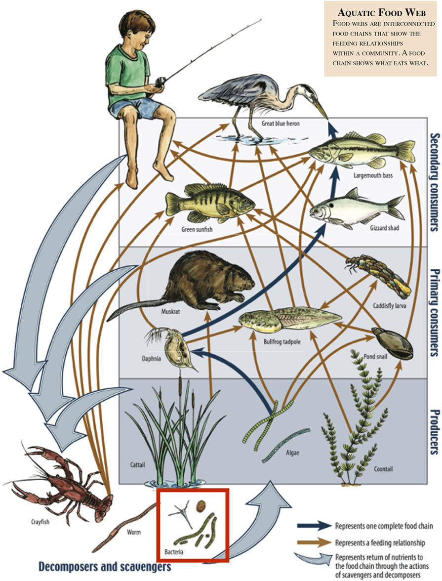 Figure 2 - This is an example of an aquatic food web.
