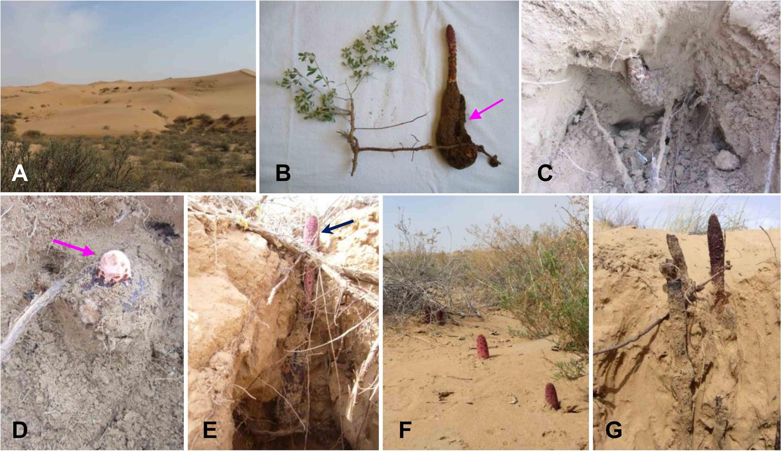 Frontiers | Partitioning of Fungal Endophyte Assemblages in