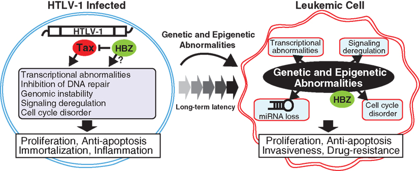 Frontiers | Molecular Hallmarks of Adult T Cell Leukemia