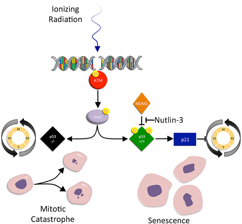 The convergence of radiation and immunogenic cell death Biology Diagrams