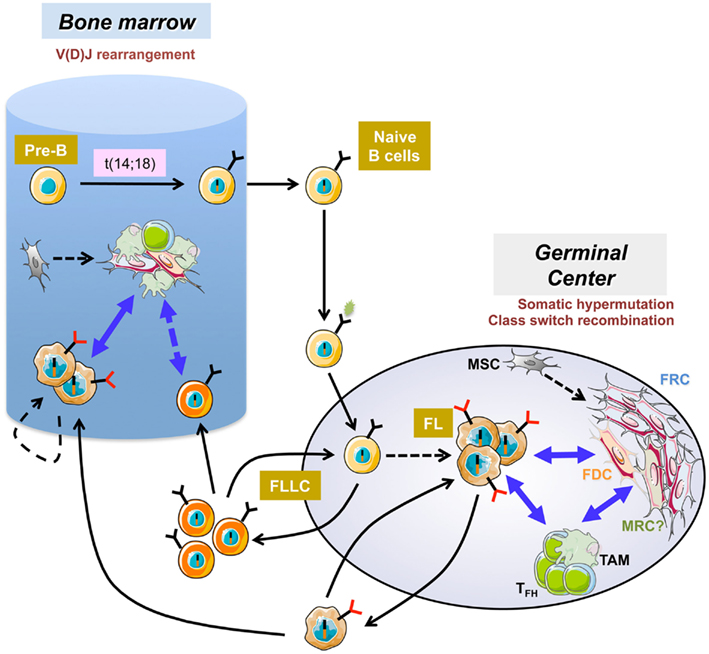 Frontiers | Stromal Cell Contribution to Human Follicular Lymphoma