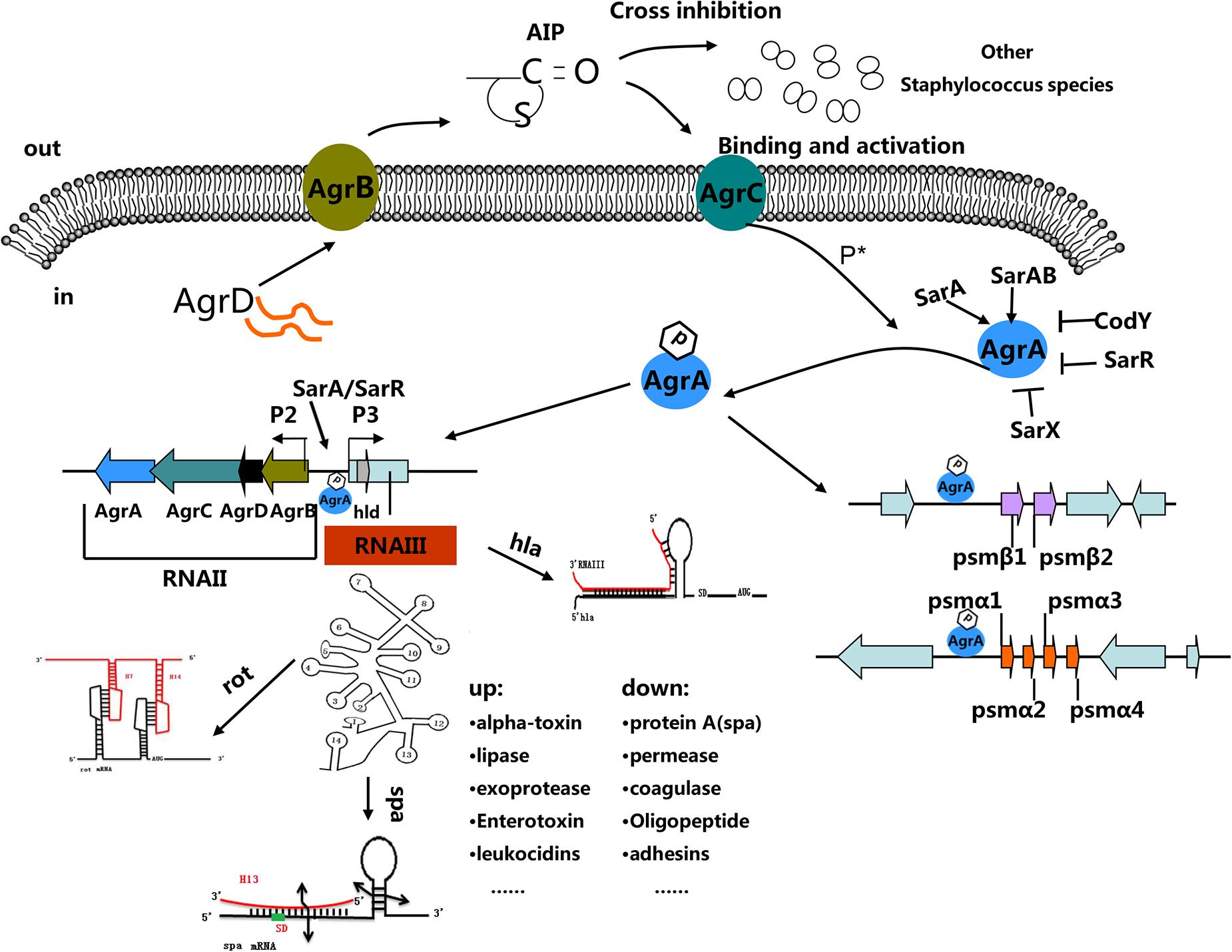 Frontiers  Cross-Talk between Staphylococcus aureus and Other  Staphylococcal Species via the agr Quorum Sensing System