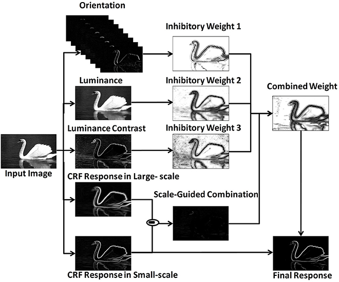 Frontiers  A Fast Contour Detection Model Inspired by Biological