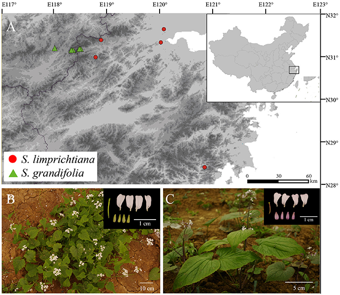 Frontiers | Interspecific Divergence of Two Sinalliaria 