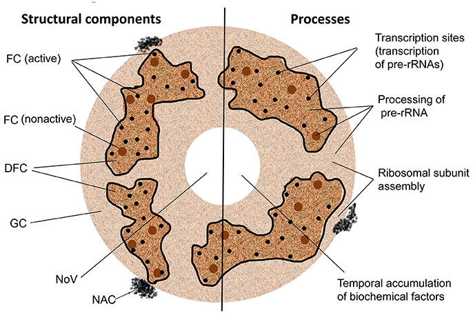 The Nucleolus a Ribosome producing factory Fpls-09-00132-g001