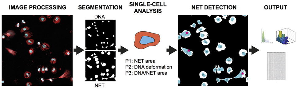 Frontiers  The Significance of Neutrophil Extracellular Traps in