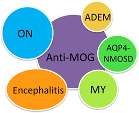 anti mog syndrome