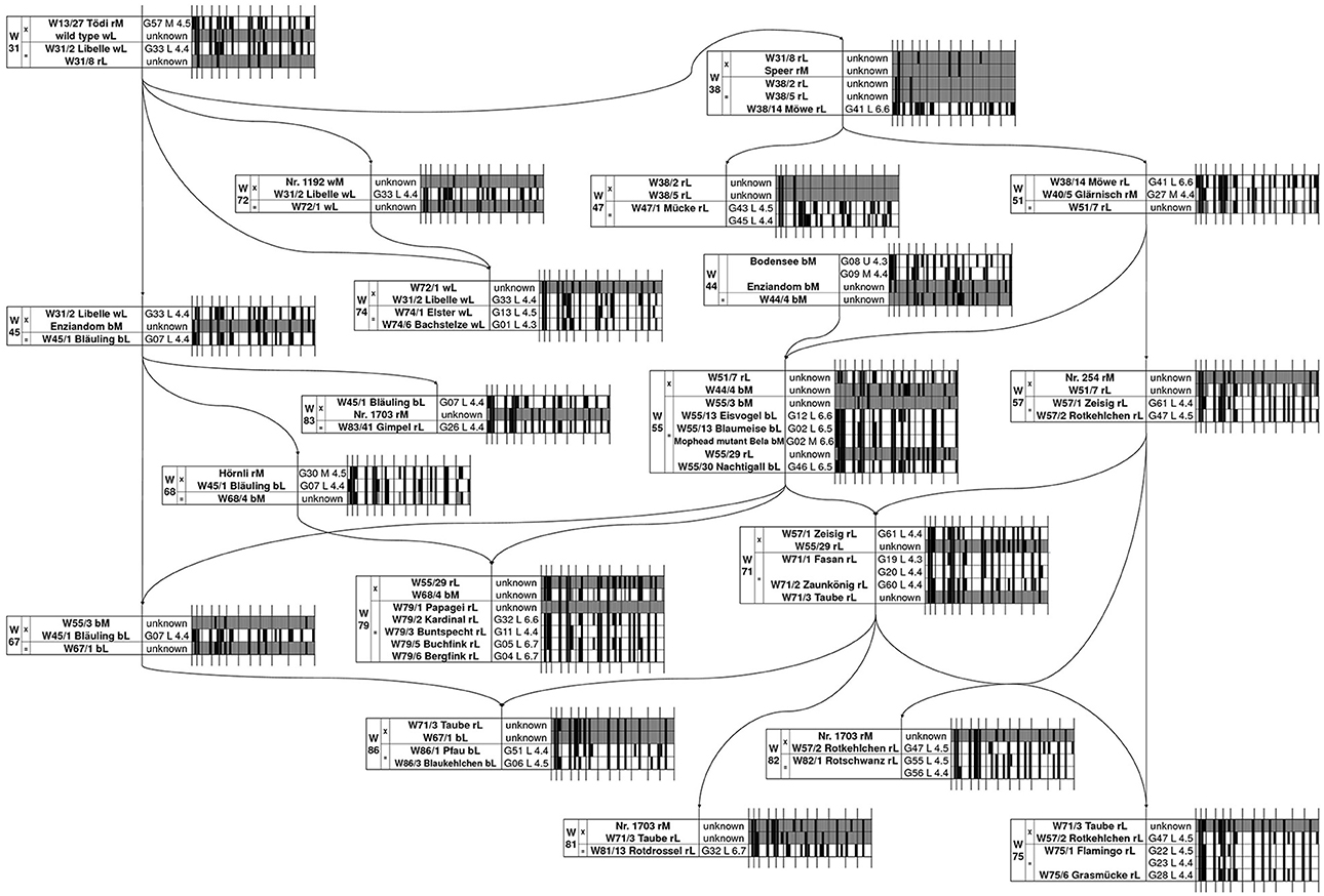 Frontiers Molecular Reconstruction Of An Old Pedigree Of Diploid