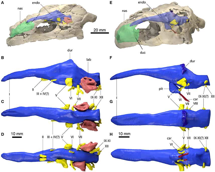 Frontiers  Allometric and Phylogenetic Aspects of Stapes