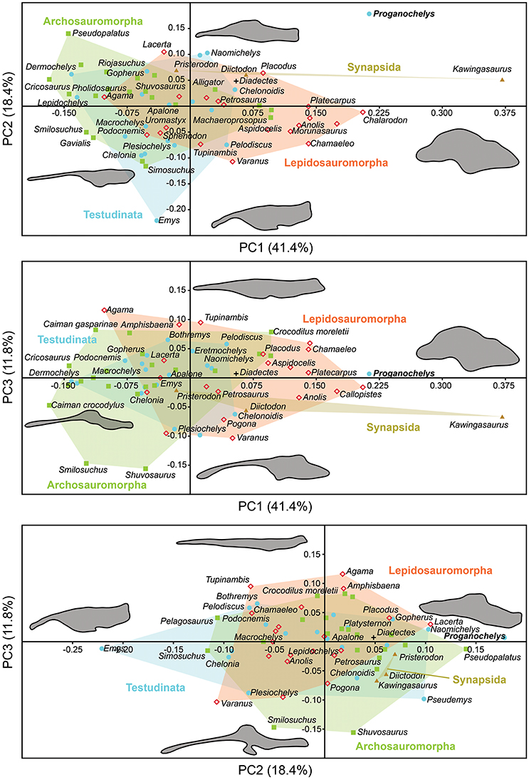 Frontiers  Allometric and Phylogenetic Aspects of Stapes