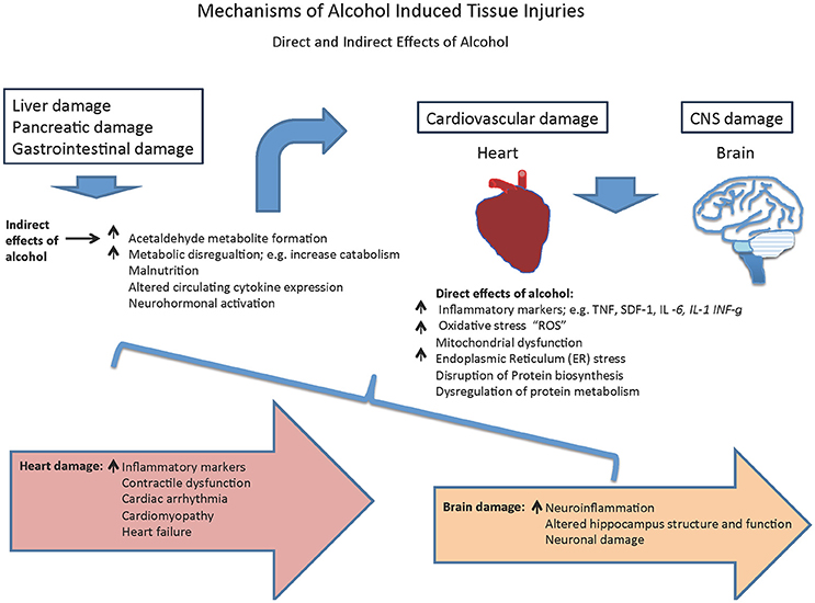 Elevated Circulating Levels of C-C Chemokines in Patients With Congestive  Heart Failure