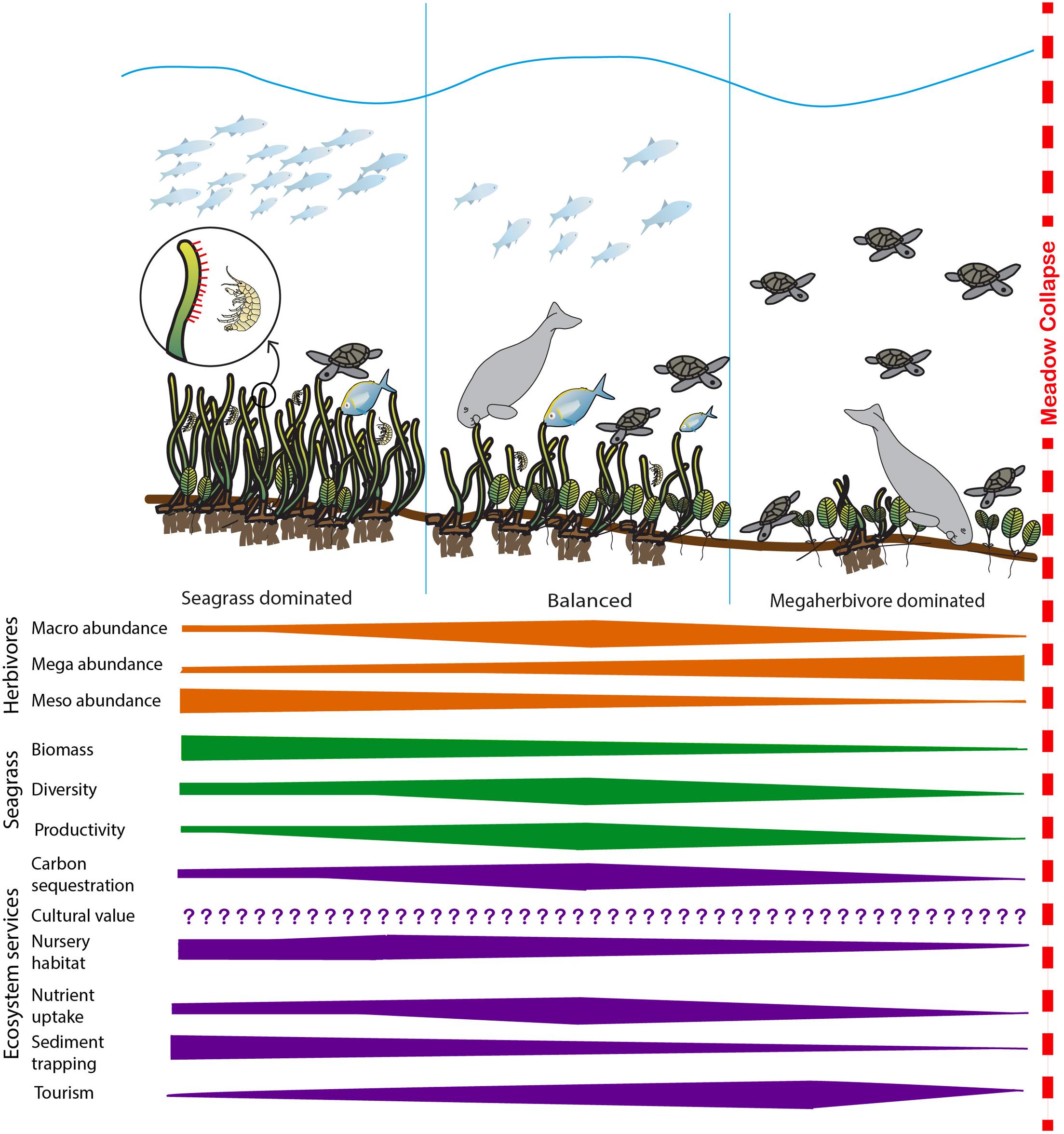 Frontiers | The Role of Herbivory in Structuring Tropical Seagrass ...