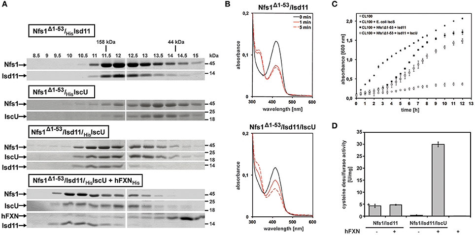 Frontiers  Iron Sulfur and Molybdenum Cofactor Enzymes Regulate the  Drosophila Life Cycle by Controlling Cell Metabolism