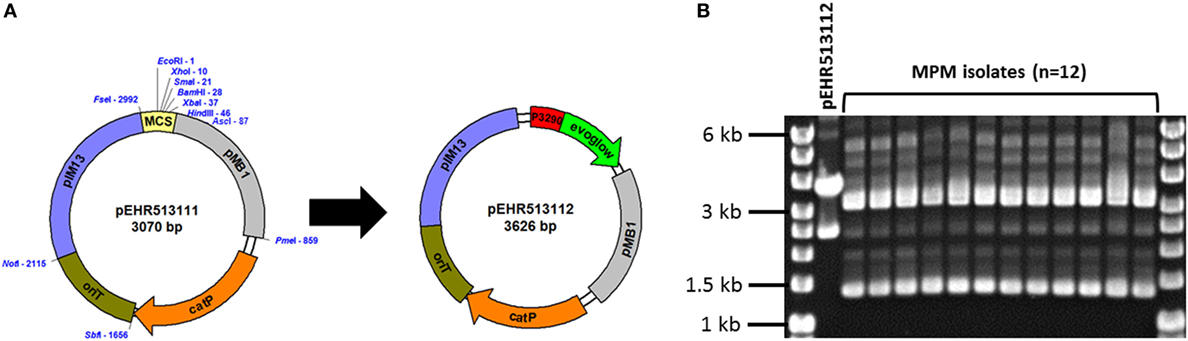 Frontiers | Enterococcus faecalis AHG0090 is a Genetically Tractable Bacterium and Produces a Secreted Peptidic Bioactive that Suppresses Nuclear Factor Kappa B Activation in Human Epithelial Cells