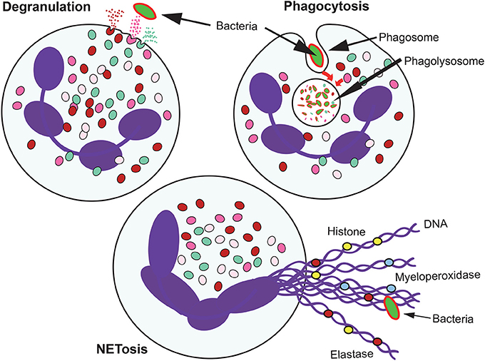 Neutrophils