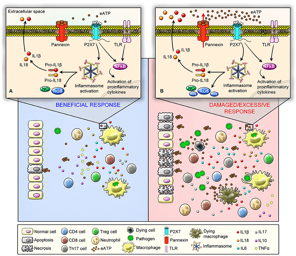 Frontiers The P2x7 Receptor In Inflammatory Diseases Angel Or Demon Pharmacology