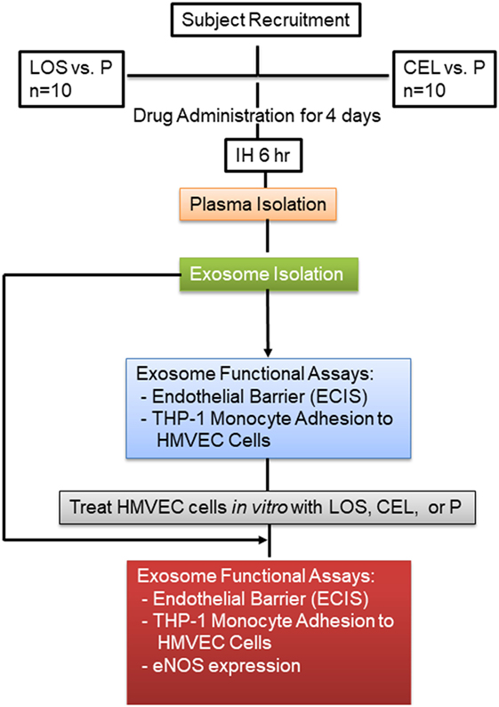 Frontiers Plasma Exosomes And Improvements In Endothelial Function By Angiotensin 2 Type 1 Receptor Or Cyclooxygenase 2 Blockade Following Intermittent Hypoxia Neurology