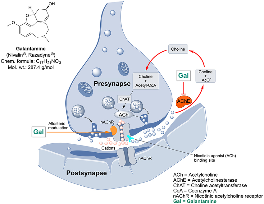 Галантамин Механизм Действия – Telegraph