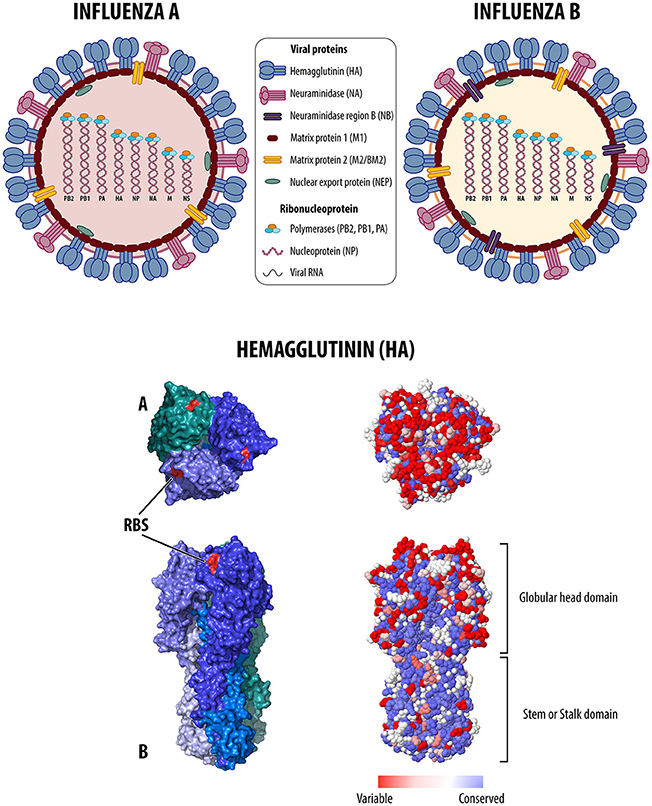 What is the rate of PCV2 recombination?