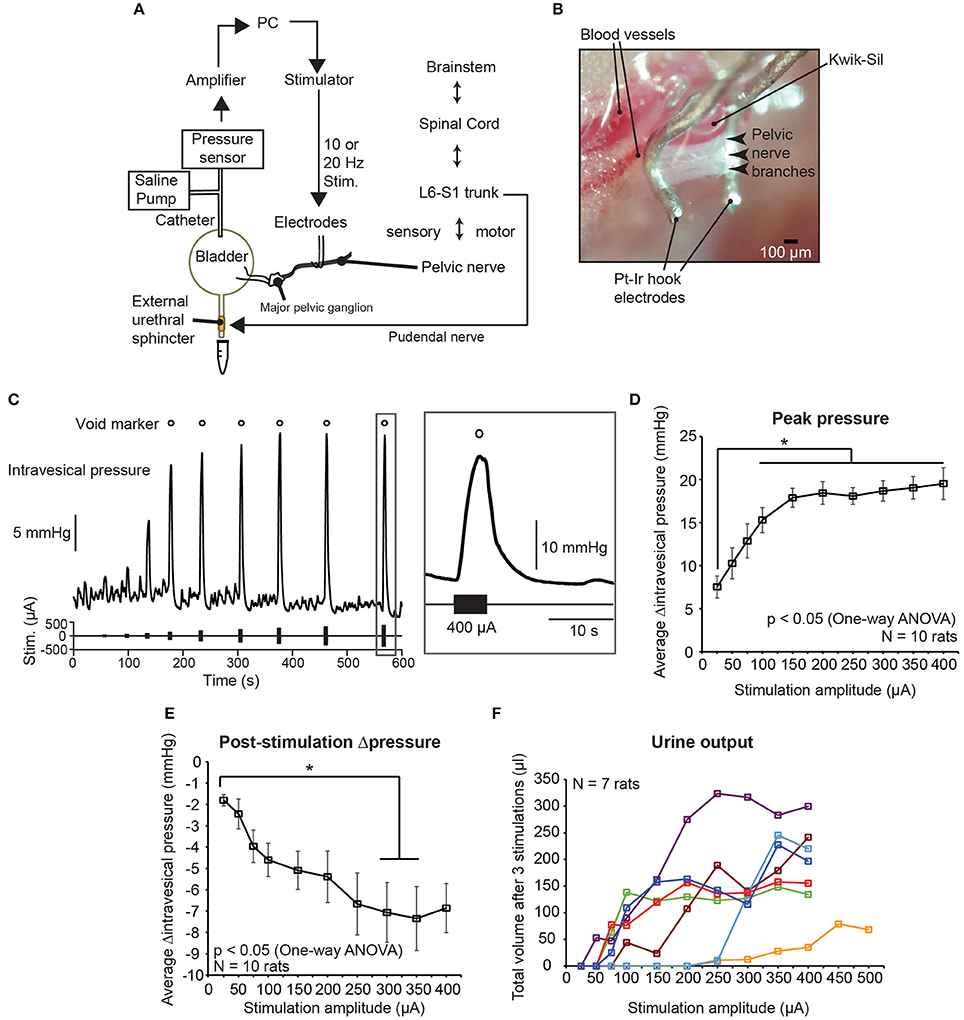 Frontiers Novel Neurostimulation Of Autonomic Pelvic Nerves Overcomes