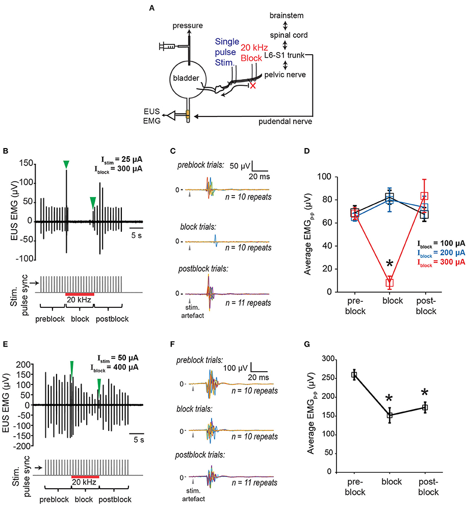 Frontiers Novel Neurostimulation Of Autonomic Pelvic Nerves Overcomes