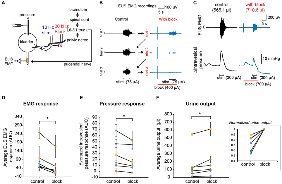 Frontiers Novel Neurostimulation Of Autonomic Pelvic Nerves Overcomes