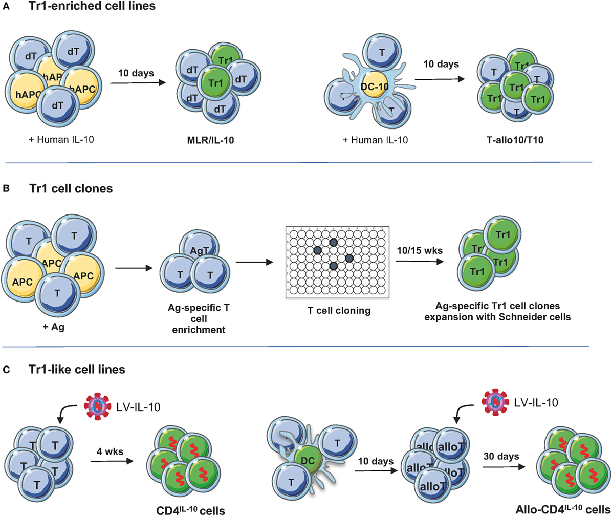 Frontiers | Engineered T Regulatory Type 1 Cells for Clinical Application