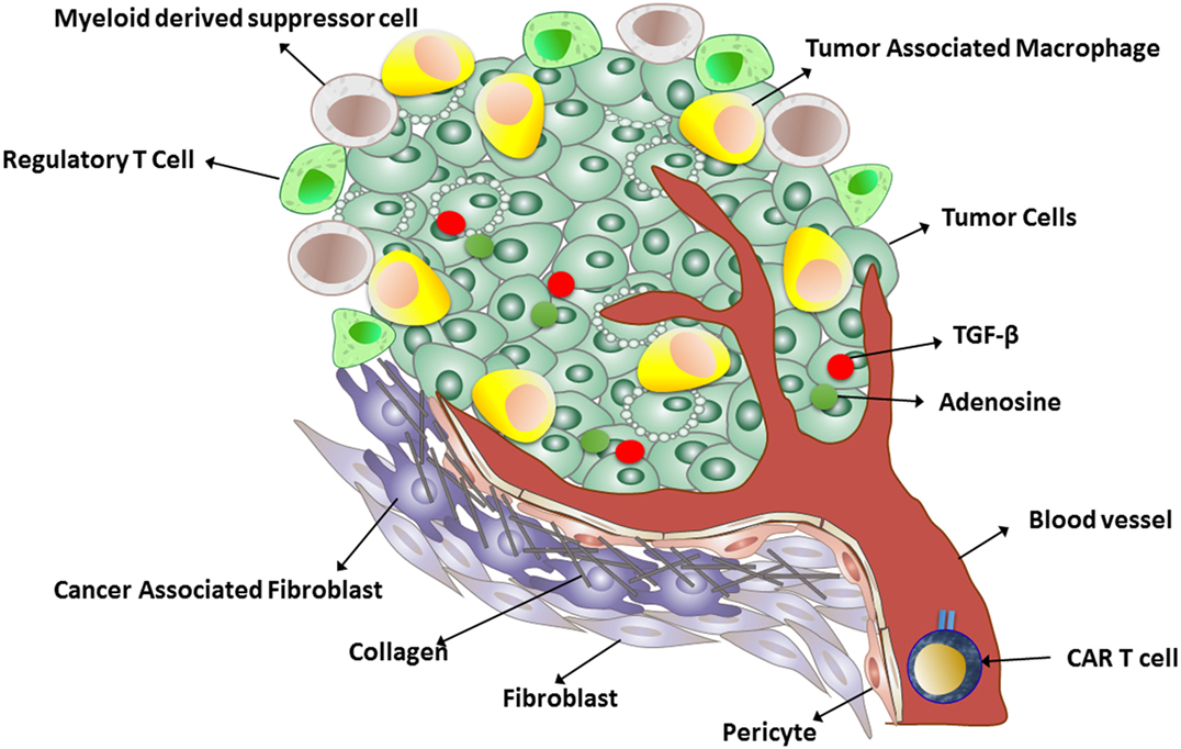 does immunotherapy help mesothelioma