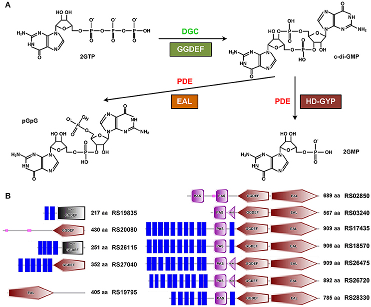 Frontiers | c-di-GMP Regulates Various Phenotypes and Insecticidal 