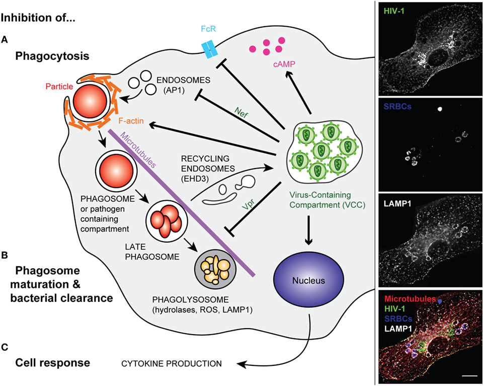 Frontiers Defective Phagocytic Properties Of Hiv Infected Macrophages How Might They Be Implicated In The Development Of Invasive Salmonella Typhimurium Immunology