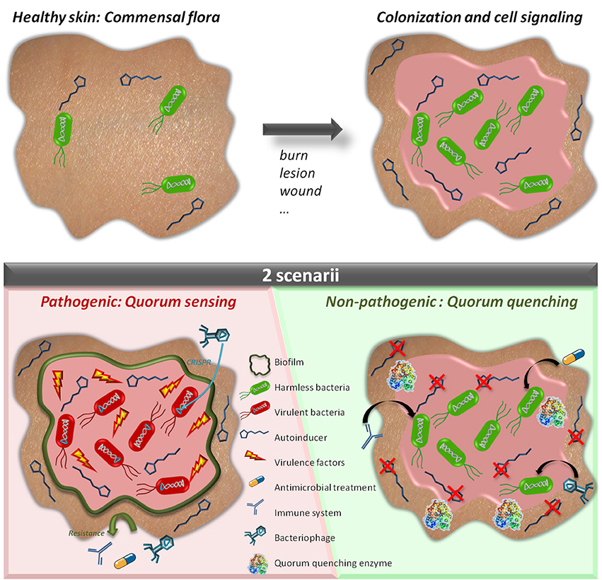 Biofilm-Associated Agr and Sar Quorum Sensing Systems of Staphylococcus  aureus Are Inhibited by 3-Hydroxybenzoic Acid Derived from Illicium verum