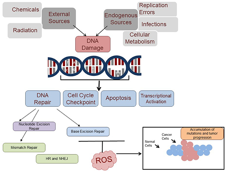 Frontiers | The Pivotal Role of DNA Repair in Infection Mediated- Inflammation and Cancer