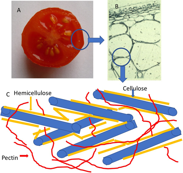 איור 1 - מבנה דופן התא של צמחים A. מבנה דופן התא של עגבניה, שאפשר לצפות בו בהגדלה במיקרוסקופ.