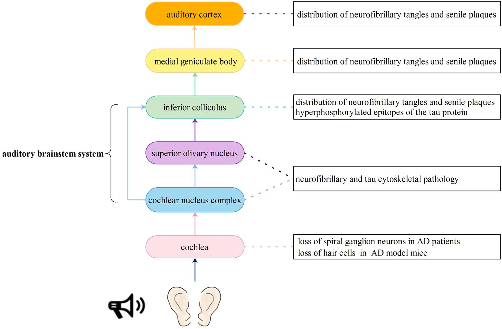 Frontiers  Hearing loss and its link to cognitive impairment and dementia