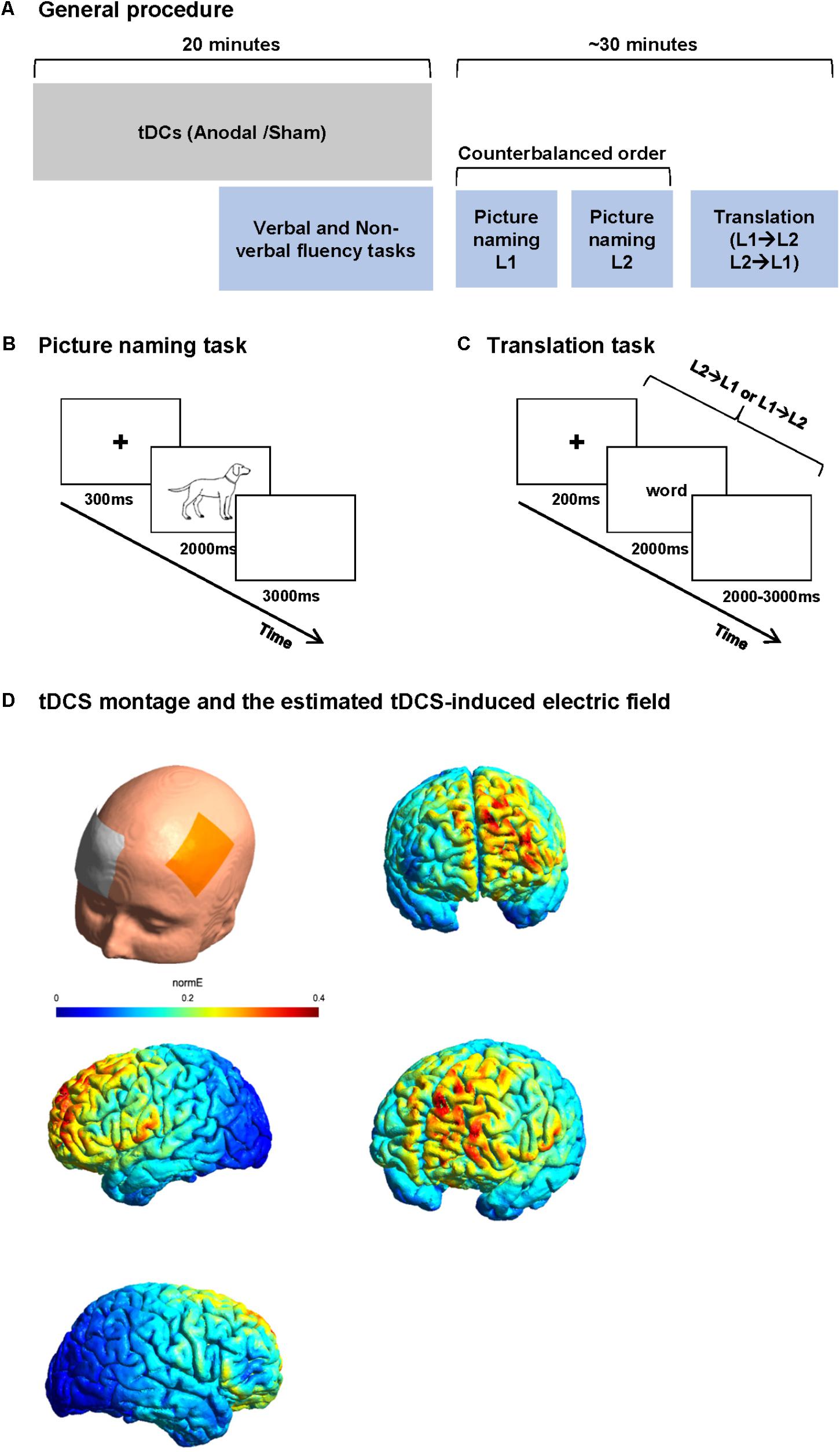 dorsolateral prefrontal cortex tdcs