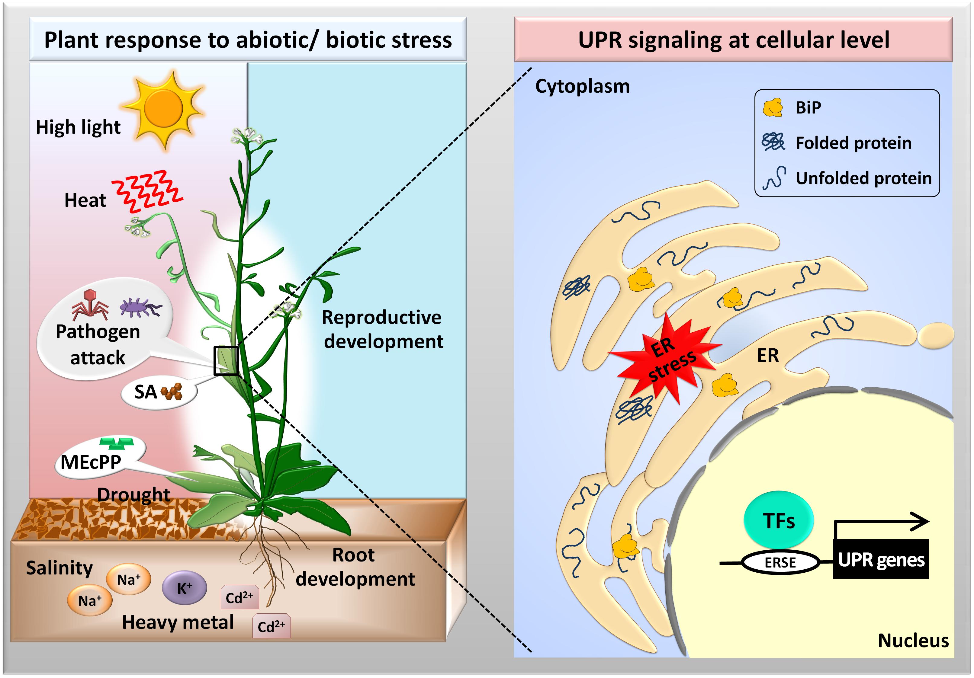 Plant в прошедшем. Стресс растений. Plant Physiology. Температурный стресс у растений. Микроколор Плант.