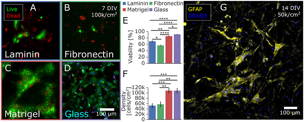 LIVE/DEAD Cell assay. a Control for live cells (normal astrocytes