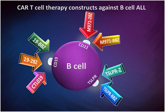 Frontiers Chimeric Antigen Receptor T Cells For The Treatment Of B Cell Acute Lymphoblastic Leukemia Immunology