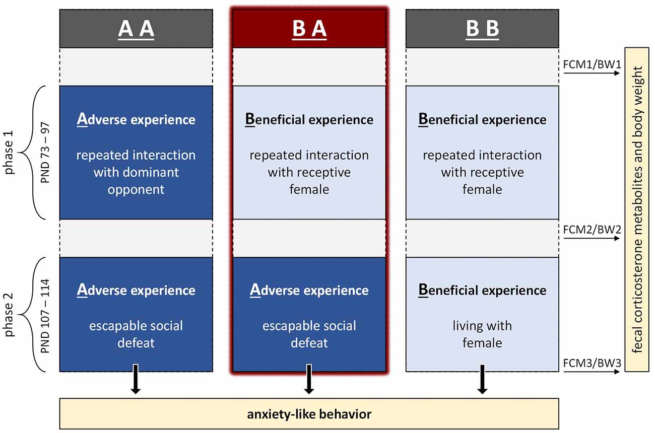 Frontiers Varying Social Experiences in Adulthood Do Not Differentially Affect Anxiety-Like Behavior But Stress Hormone Levels