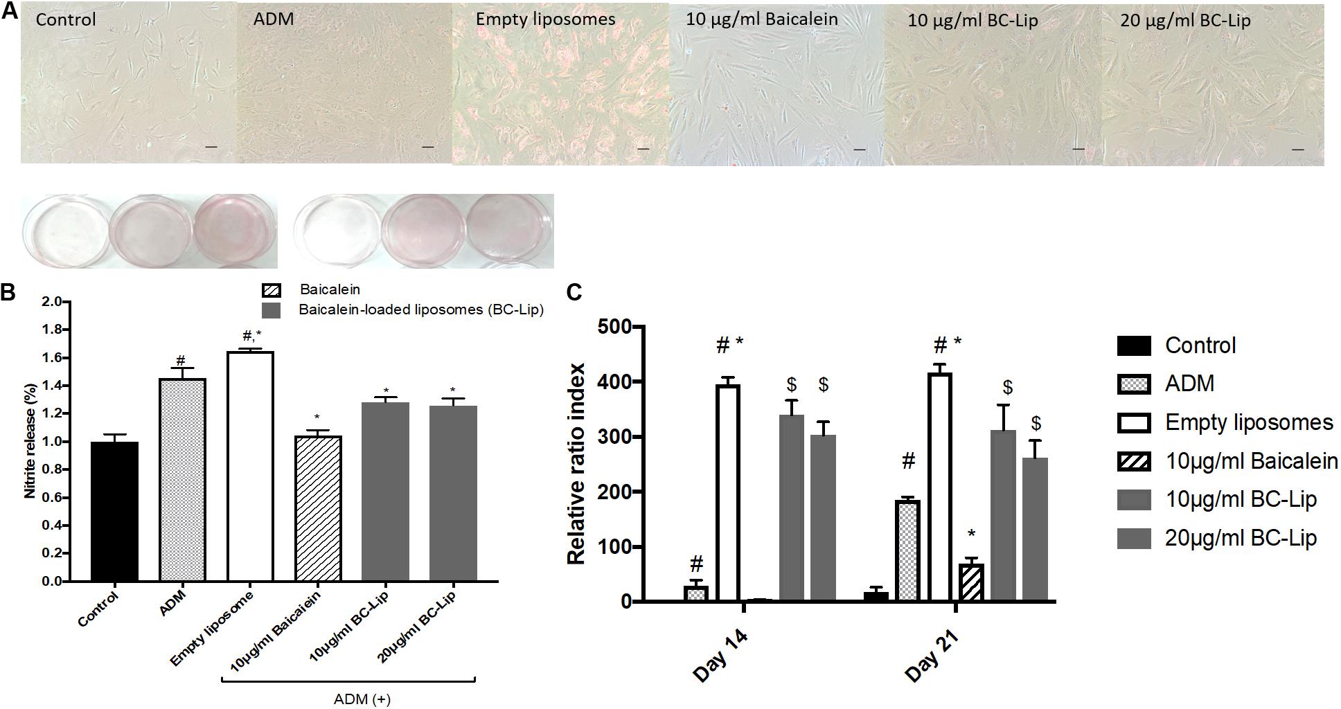 Frontiers Liposome Encapsulated Baicalein Suppressed Lipogenesis And Extracellular Matrix Formation In Hs68 Human Dermal Fibroblasts Pharmacology
