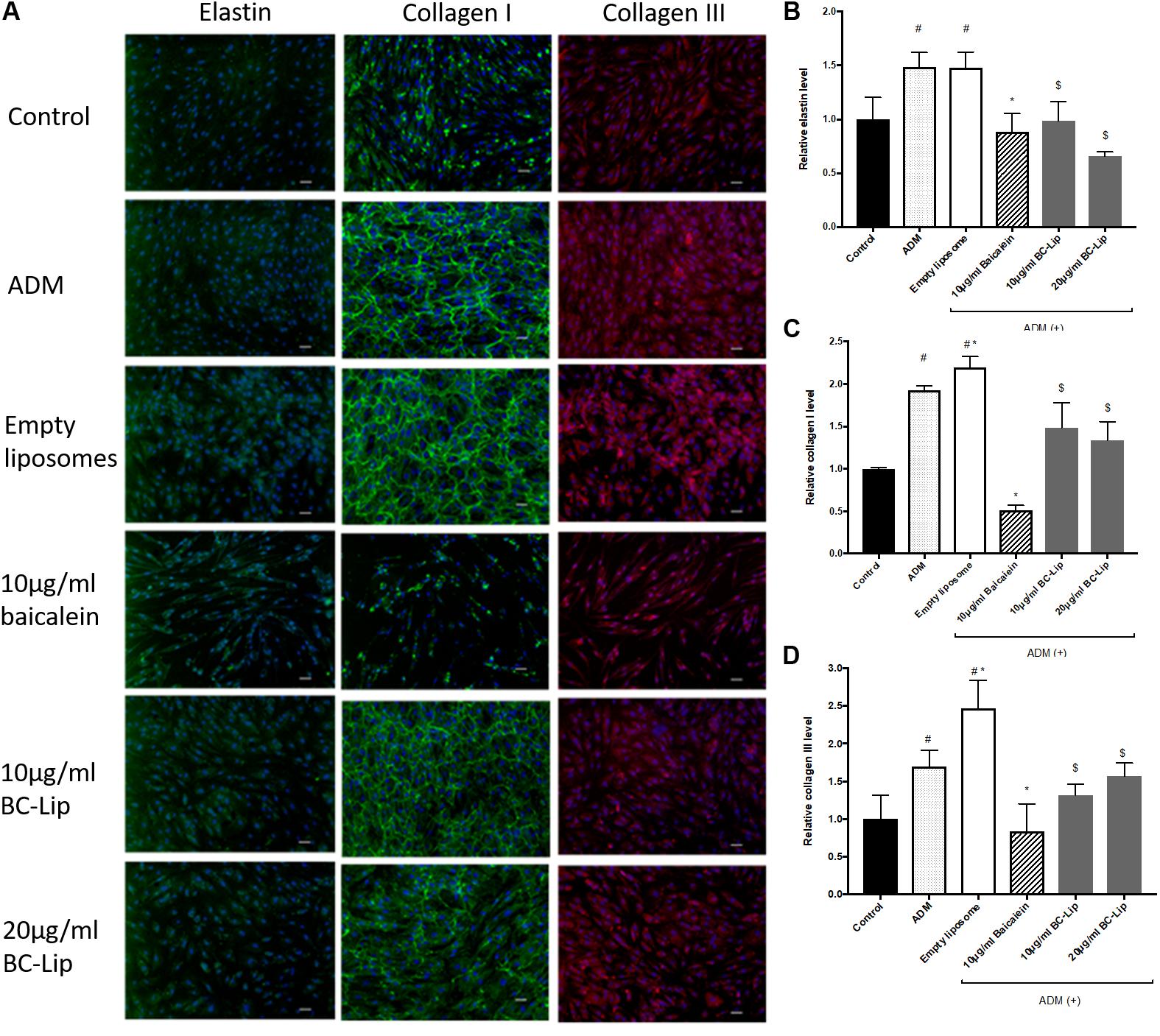 Frontiers Liposome Encapsulated Baicalein Suppressed Lipogenesis And Extracellular Matrix Formation In Hs68 Human Dermal Fibroblasts Pharmacology