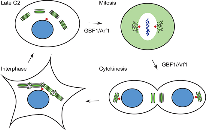 Site-specific phosphorylations of the Arf activator GBF1 differentially  regulate GBF1 function in Golgi homeostasis and secretion versus  cytokinesis