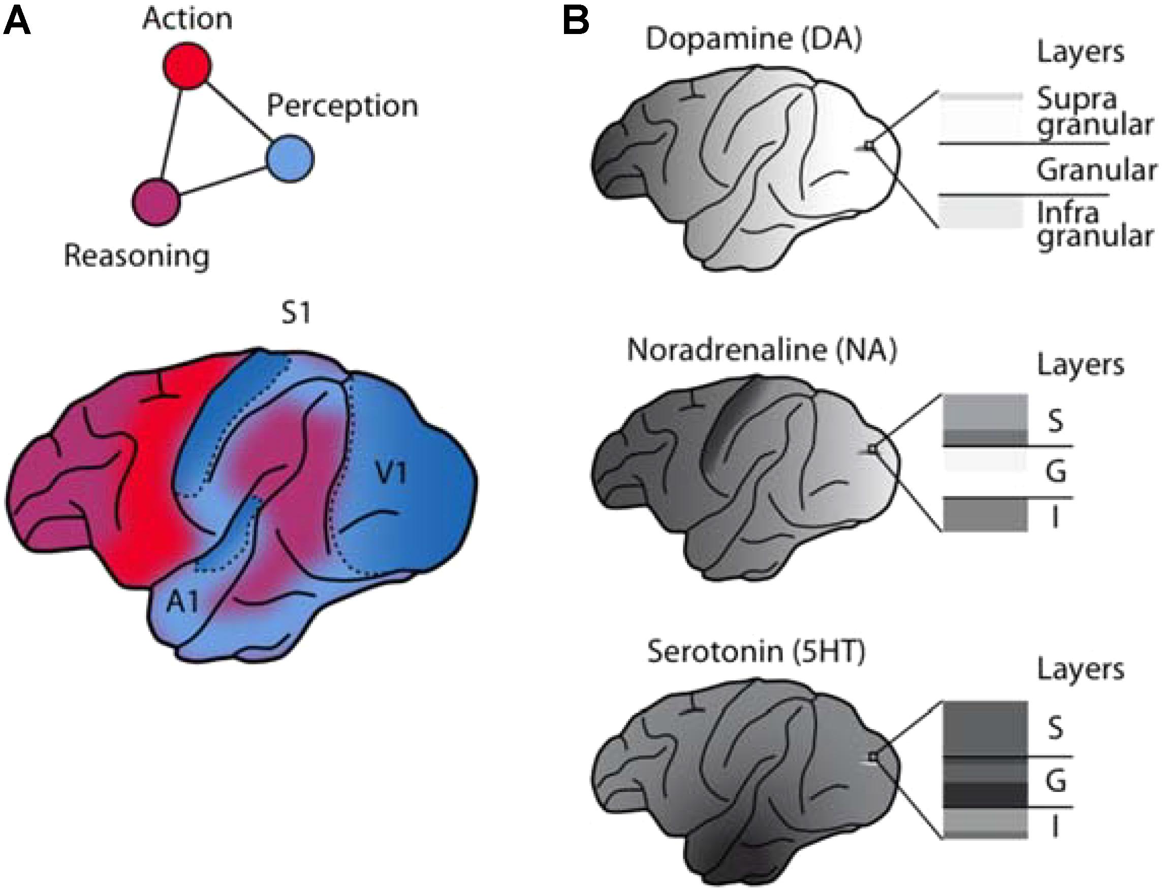 Dopamine Vs Serotonin Difference