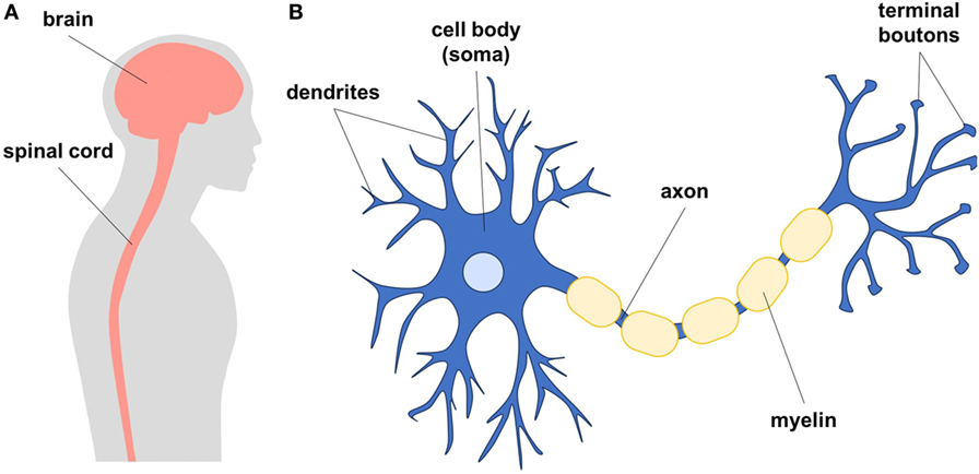 شكل 1 - A. صورة توضح المخ البشري والحبل الشوكي، ويسميان معًا الجهاز العصبي المركزي، ويتكون الجهاز العصبي المركزي من الخلايا العصبية والخلايا الدبقية.